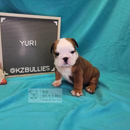 Yuri - Red and white female Bulldog puppy in Hillsdale County, Michigan from KZ Bullies LLC