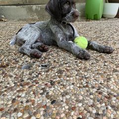 German Wirehaired Pointer Puppies from Hullabaloo Kennels