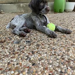 German Wirehaired Pointer Puppies from Hullabaloo Kennels