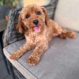 Lady - Cavapoo