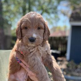 Roo - Apricot male Goldendoodle puppy in Jacksonville, Florida from Dandelion Doodles