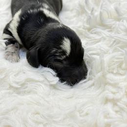 Onyx - Black male Dachshund puppy in Atwater, California from Jes & 3 weens