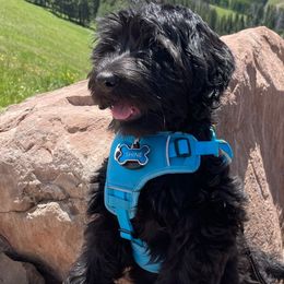 Bernedoodles and Labradoodles from Huser Doodle