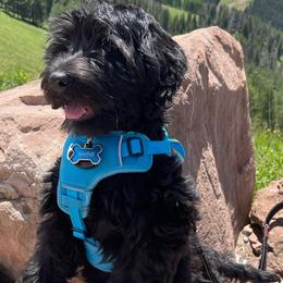 Bernedoodles and Labradoodles from Huser Doodle