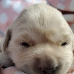 "Marley" Golden Retriever Puppies from Iron Rose Retrievers