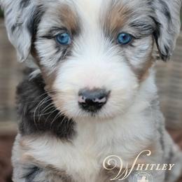 Whitley - Price 4000 - Blue merle female Aussiedoodle puppy in Ennis, Texas from God’s Little Aussies