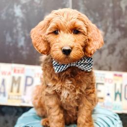 River - Red  male Goldendoodle puppy in Pasco, Washington from Camp Doodle Woods