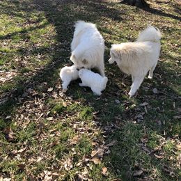 Samoyed Puppies from Bluegrass Samoyeds