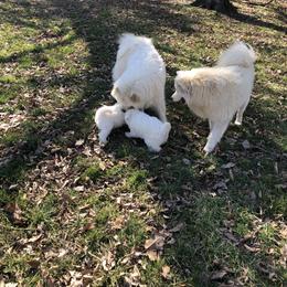Samoyed Puppies from Bluegrass Samoyeds
