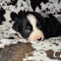 Coal - Black & white male Miniature Australian Shepherd puppy in Corpus Christi, Texas from Elite Miniature Australian Shepherds
