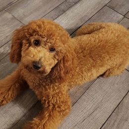 Chloe - Poodle