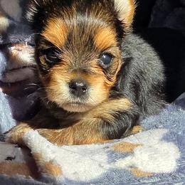 Girl 1 - Black and tan female Yorkshire Terrier puppy in White Pigeon, Michigan from Kathys Yorkie and Shih-tzu Cuties