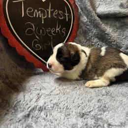 Tempest - Brown and white female Saint Berdoodle puppy in Traverse City, Michigan from Bare Paws Saint Berdoodles