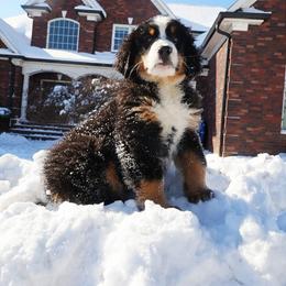 Bernese Mountain Dog and Golden Retriever Puppies from Bunn Ranch Goldens & Bernese