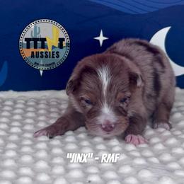 Jinx - Red merle female Australian Shepherd puppy in Tucson, Arizona from TTTNT Aussies