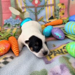 Nyx - Blue female Australian Cattle Dog puppy in Clovis, California from Miller Australian Cattle Dogs