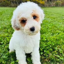 Casper - Parti male Goldendoodle puppy in Auburn, Indiana from Martin’s Doodles