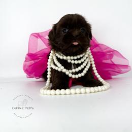 MAKI - Liver female Shih Tzu puppy in League City, Texas from Divine Pups