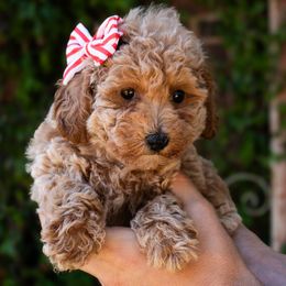 Ginger - Apricot female Poodle puppy in Cisco, Texas from Southern Girls Poodles