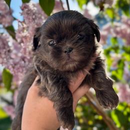 Blue - Blue male Shih Tzu puppy in Oakville, Washington from Pine Pawz