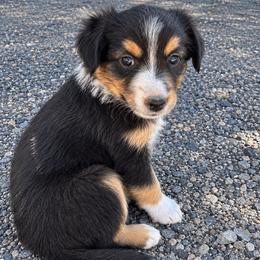 Cobia - Black tri female Miniature Australian Shepherd puppy in Lakeport, California from Akins Aussies/Wild Rose Ranch
