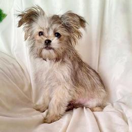 Copper - Sable male Mi-Ki puppy in Toronto, Ohio from Shekinah’s Mi-Kis & Cricket Hill’s Westies