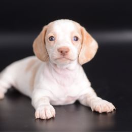 Cher - FULL AKC - Cream female Dachshund puppy in Neosho, Missouri from A Walk In The Park