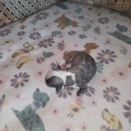 Shihpoo and Shih Tzu Puppies from Gemstone Puppies