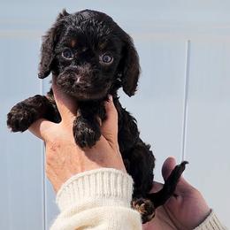 Emmett - Chocolate male Cavapoo puppy in Dothan, Alabama from Farquharson's Poodles&Doodles