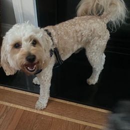 Coop - Goldendoodle