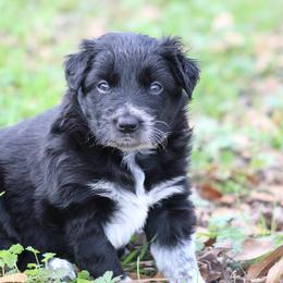 Black female - Black female Border Collie puppy in Tylertown, Mississippi from Cool Meadow Farms