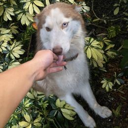 Siberian Husky Puppies from Milly's Showline Pets