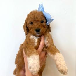 POMEGRANATE - Apricot male Goldendoodle puppy in Independence, Oregon from Ankeny Doodles