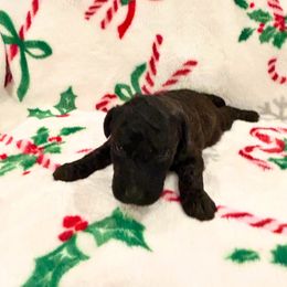Bella - Chocolate and White - Female - Chocolate female Goldendoodle puppy in Wickenburg, Arizona from Gentle Paw Goldendoodles