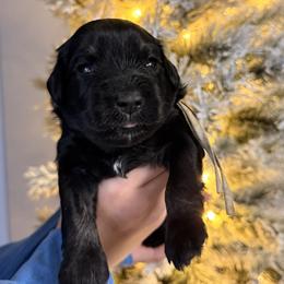 White - Black and silver female Miniature Schnauzer puppy in Cadiz, Kentucky from Southern Magnolia Schnauzers