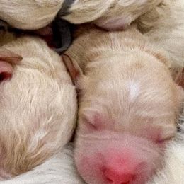 Bernedoodles, Goldendoodles, and Poodles from Daisy Mountain Doodles