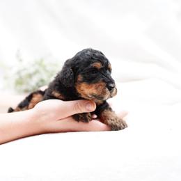 Peanut - Phantom male Bernedoodle puppy in Washington from Doodle Love