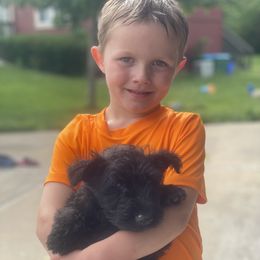 Scottish Terrier Puppies from Heart of America Scotties