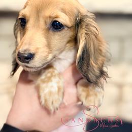 Pearly - Piebald female Dachshund puppy in Magnolia, Texas from Sandach’s Miniature Dachshunds
