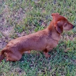 Cidre - Dachshund