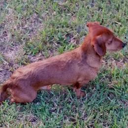 Cidre - Dachshund