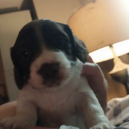 Dachshunds from Das Low Doxies