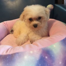 Pinky - White female Bichon Frise puppy in Danville, Illinois from Whitecreek