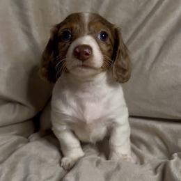 Belle - Chocolate and cream female Dachshund puppy in Brandon, Florida from Knights Dachshunds