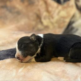 Feather (Girl 8) - Tri-color female Border Collie puppy in Mosheim, Tennessee from Elawodi Border Collies