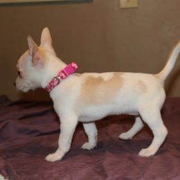 Caramel- Cream Merle Female - Cream and white female Chihuahua puppy in Willamina, Oregon from Cherished Chihuahuas