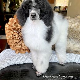 Poodle Puppies from QaeQae Pups