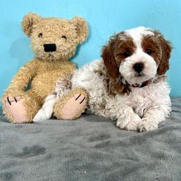 Snickers - Parti male Goldendoodle puppy in Pendleton, Oregon from Blushing Doodles