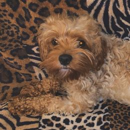 Missy - Cavapoo