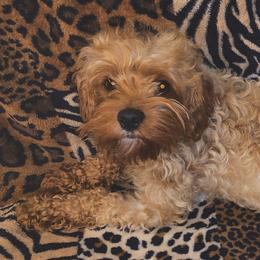 Missy - Cavapoo